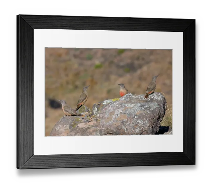 Framed Print : Four Ground woodpeckers (Geocolaptes olivaceus) perched on a rock, Naude's Nek, Eastern Cape, South Africa