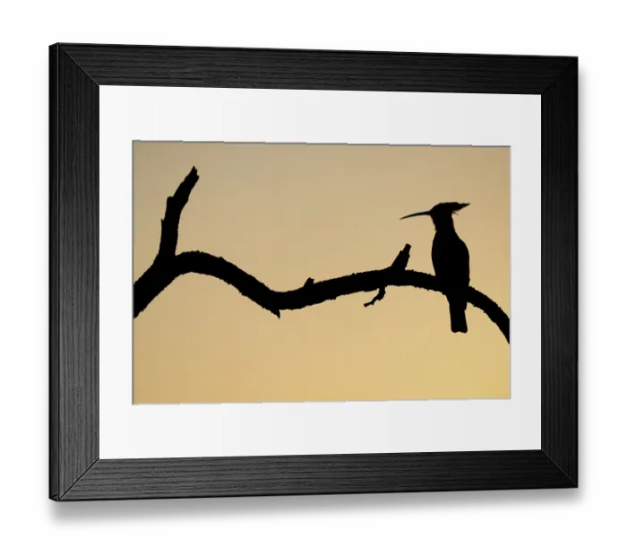 Framed Print : Eurasian hoopoe (Upupa epops) perched on branch, silhouetted at dusk, Pusztaszer, Kiskunsagi National Park, Hungary. May