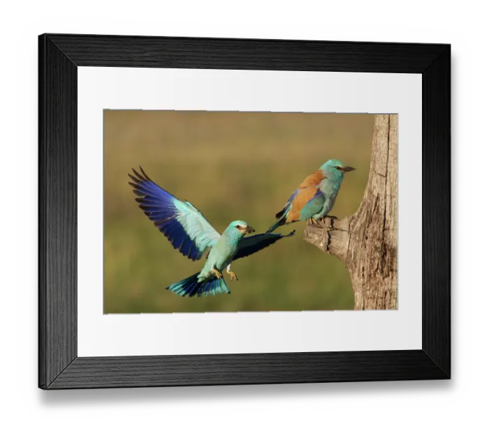 Framed Print : European rollers (Coracias garrulus) pair, at entrance to nest hole in tree trunk, Pusztaszer, Kiskunsagi National Park, Hungary. May Framed Print : European rollers (Coracias garrulus) pair, at entrance to nest hole in tree trunk, Pusztaszer, Kiskunsagi National Park, Hungary. May