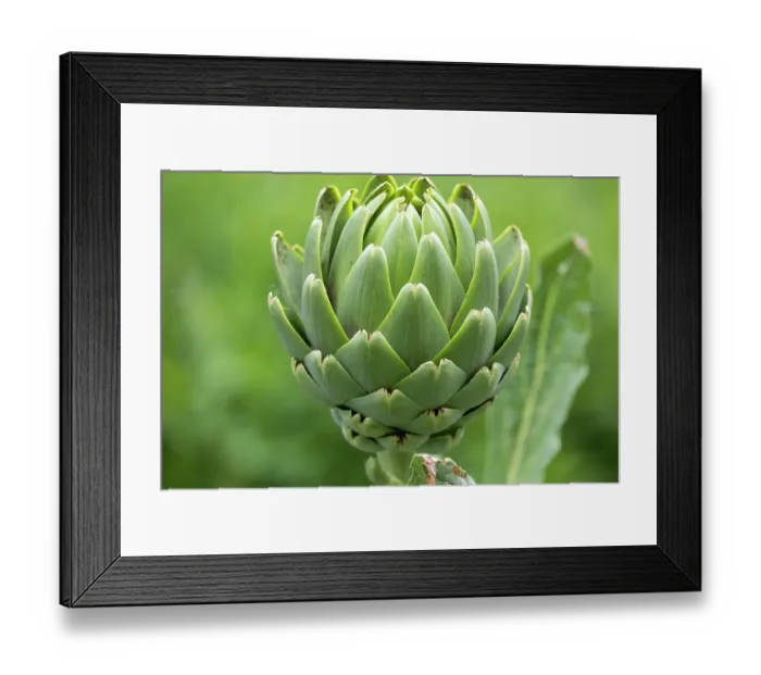 Framed Print : Globe artichoke (Cynara cardunculus var. scolymus), Ecomusee de la Bintinais, Ille et Vilaine, Brittany, France. May Framed Print : Globe artichoke (Cynara cardunculus var. scolymus), Ecomusee de la Bintinais, Ille et Vilaine, Brittany, France. May