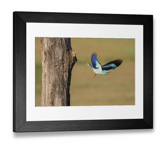 Framed Print : European roller (Coracias garrulus) in flight, Pusztaszer, Kiskunsagi National Park, Hungary. May