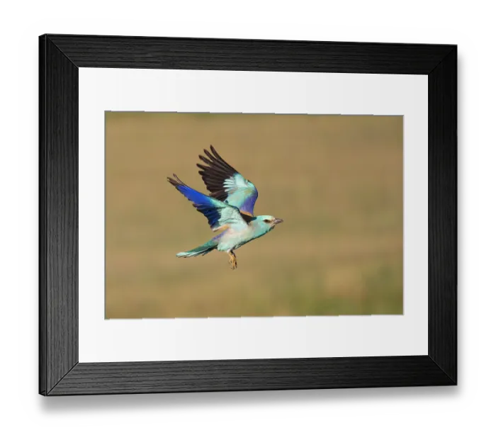 Framed Print : European roller (Coracias garrulus) in flight, Pusztaszer, Kiskunsagi National Park, Hungary. May Framed Print : European roller (Coracias garrulus) in flight, Pusztaszer, Kiskunsagi National Park, Hungary. May