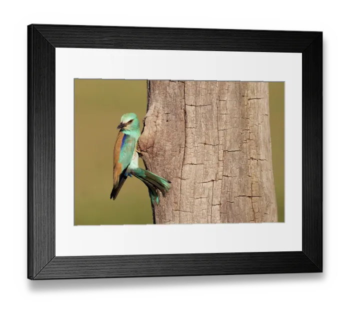 Framed Print : Eurasian roller (Coracias garrulus) female, perched at entrance to nest hole, Pusztaszer, Kiskunsagi National Park, Hungary. May Framed Print : Eurasian roller (Coracias garrulus) female, perched at entrance to nest hole, Pusztaszer, Kiskunsagi National Park, Hungary. May