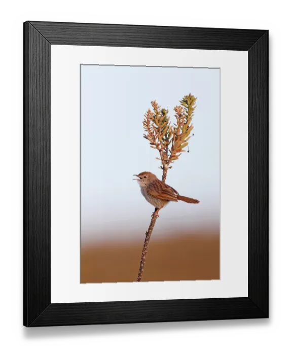 Framed Print : Grey-backed cisticola (Cisticola subruficapilla) perched on plant stem, calling, Western Cape, South Africa Framed Print : Grey-backed cisticola (Cisticola subruficapilla) perched on plant stem, calling, Western Cape, South Africa