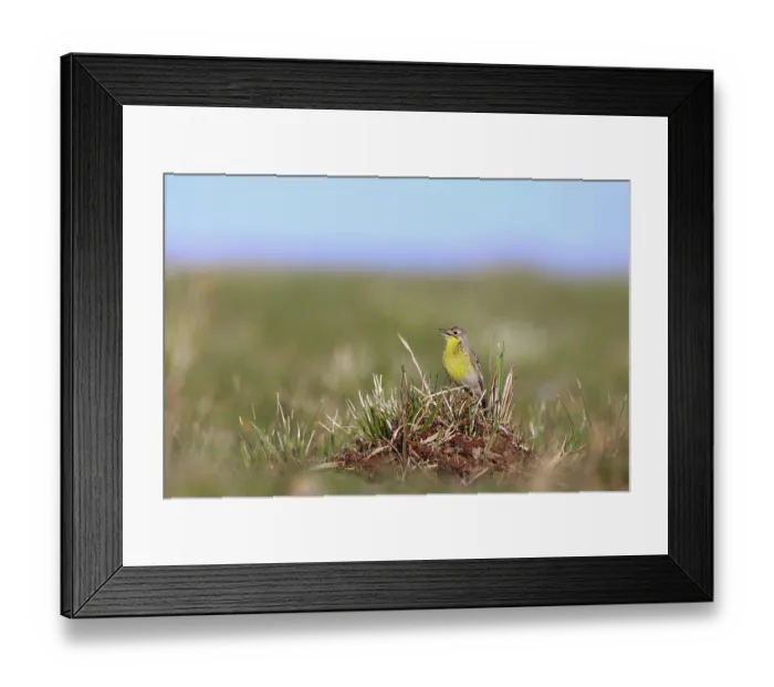 Framed Print : Yellow-breasted pipit (Anthus chloris) male, perched in grassland, calling, Ntsikeni Nature Reserve, South Africa Framed Print : Yellow-breasted pipit (Anthus chloris) male, perched in grassland, calling, Ntsikeni Nature Reserve, South Africa