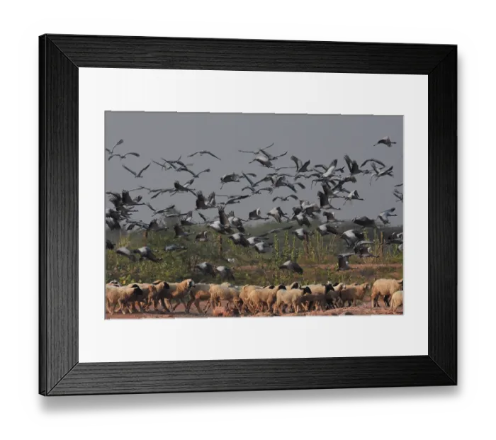 Framed Print : Demoiselle cranes (Grus virgo) flock in flight over herd of sheep drinking at waterhole, Rajasthan, India Framed Print : Demoiselle cranes (Grus virgo) flock in flight over herd of sheep drinking at waterhole, Rajasthan, India