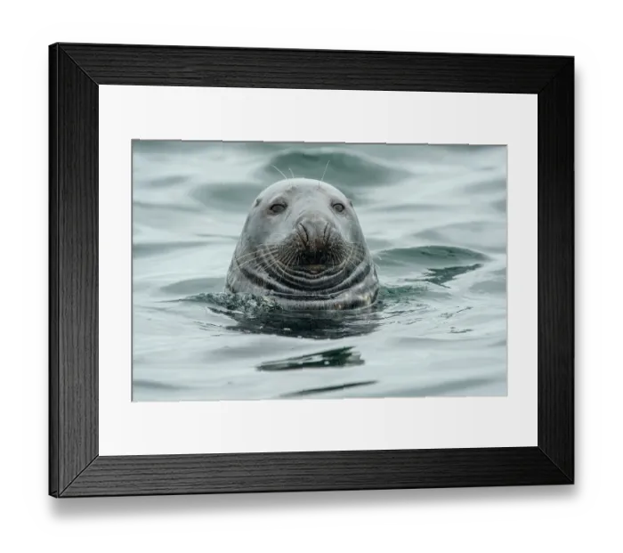Framed Print : RF - Grey seal (Halichoerus grypus) at the water surface, Shetland Isles, Scotland, UK, Atlantic Ocean. (This image may be licensed either as rights managed or royalty free.) Framed Print : RF - Grey seal (Halichoerus grypus) at the water surface, Shetland Isles, Scotland, UK, Atlantic Ocean. (This image may be licensed either as rights managed or royalty free.)