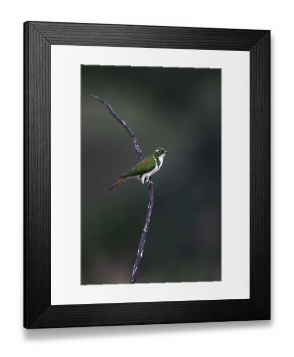 Framed Print : Klaas's cuckoo (Chrysococcyx klaas) male, perched on branch, Balgowan, KwaZulu Natal, South Africa Framed Print : Klaas's cuckoo (Chrysococcyx klaas) male, perched on branch, Balgowan, KwaZulu Natal, South Africa