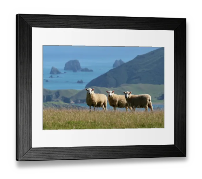 Framed Print : Sheep on grassland looking out towards Waikawa Bay, French Pass, Marlborough Sound, South Island, New Zealand. March, 2023 Framed Print : Sheep on grassland looking out towards Waikawa Bay, French Pass, Marlborough Sound, South Island, New Zealand. March, 2023