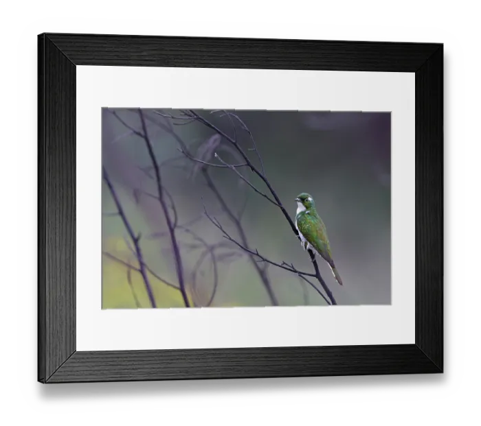 Framed Print : Klaas's cuckoo (Chrysococcyx klaas) male, perched on branch, Balgowan, KwaZulu Natal, South Africa Framed Print : Klaas's cuckoo (Chrysococcyx klaas) male, perched on branch, Balgowan, KwaZulu Natal, South Africa