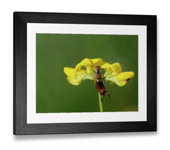 Framed Print : Common earwig (Forficula auricularia) male, resting on Birdsfoot trefoil (Lotus corniculatus) flowerhead, Bannerdown Common, Bath and North-east Somerset, England, UK. September Framed Print : Common earwig (Forficula auricularia) male, resting on Birdsfoot trefoil (Lotus corniculatus) flowerhead, Bannerdown Common, Bath and North-east Somerset, England, UK. September