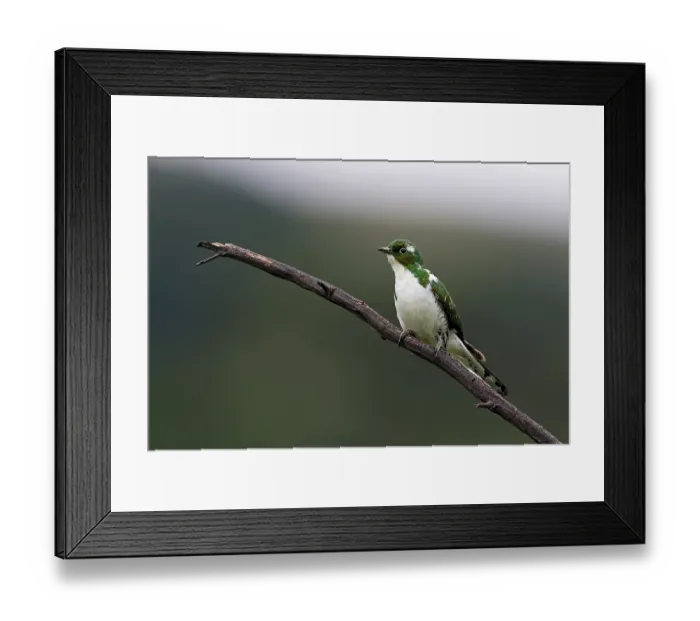 Framed Print : Klaas's cuckoo (Chrysococcyx klaas) male, perched on branch, Balgowan, KwaZulu Natal, South Africa Framed Print : Klaas's cuckoo (Chrysococcyx klaas) male, perched on branch, Balgowan, KwaZulu Natal, South Africa