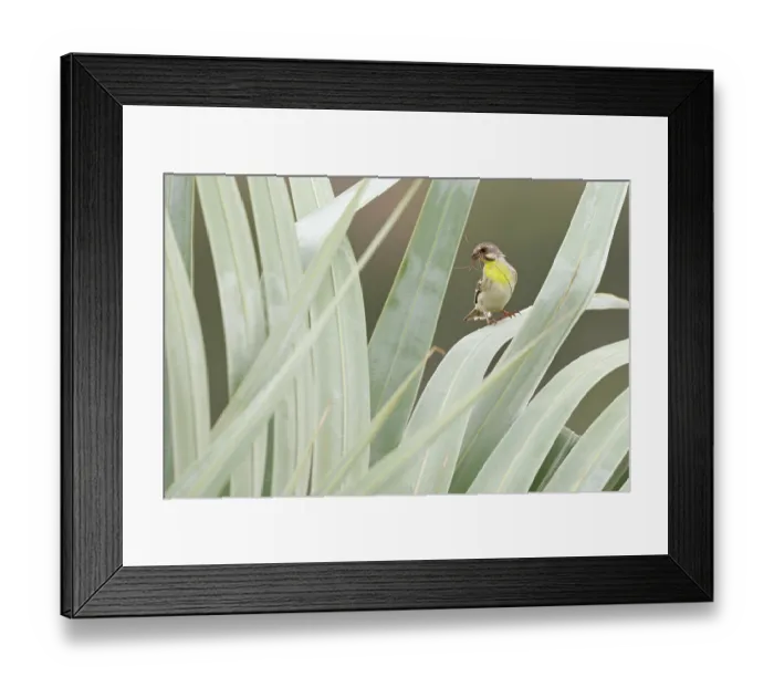 Framed Print : Lemon-breasted canary (Serinus citrinipectus) male, perched on a leaf with nesting material in beak, Makuleke Concession, Kruger National Park, South Africa Framed Print : Lemon-breasted canary (Serinus citrinipectus) male, perched on a leaf with nesting material in beak, Makuleke Concession, Kruger National Park, South Africa