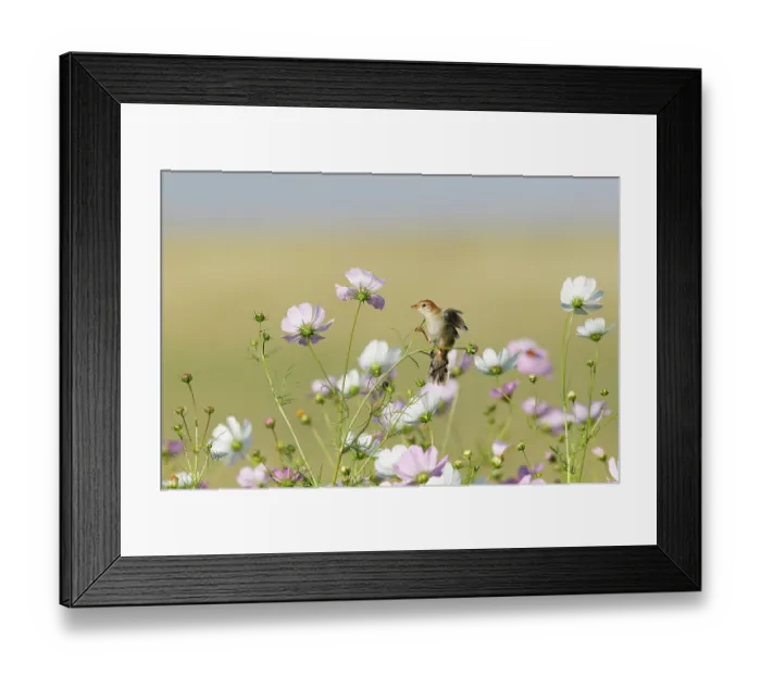Framed Print : Levaillant's cisticola (Cisticola tinniens) perched among flowers, Devon Farmlands, South Africa Framed Print : Levaillant's cisticola (Cisticola tinniens) perched among flowers, Devon Farmlands, South Africa
