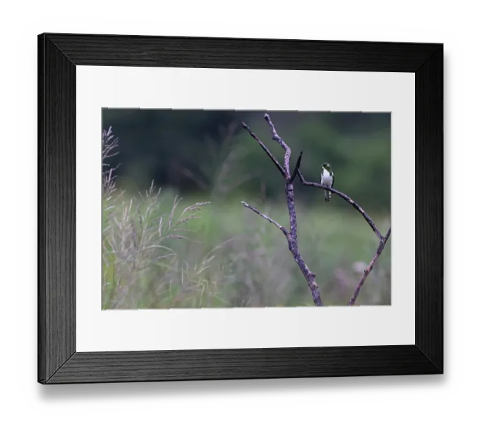 Framed Print : Klaas's cuckoo (Chrysococcyx klaas) male, perched on branch, Balgowan, KwaZulu Natal, South Africa Framed Print : Klaas's cuckoo (Chrysococcyx klaas) male, perched on branch, Balgowan, KwaZulu Natal, South Africa