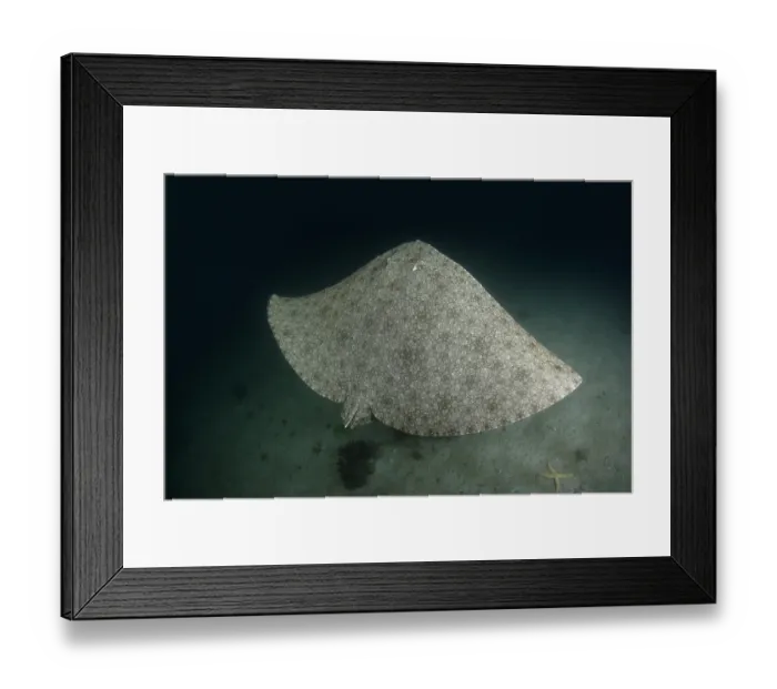 Framed Print : Backwater butterfly ray (Gymnura natalensis) swimming over sandy seabed at night, False Bay, South Africa, Atlantic Ocean Framed Print : Backwater butterfly ray (Gymnura natalensis) swimming over sandy seabed at night, False Bay, South Africa, Atlantic Ocean