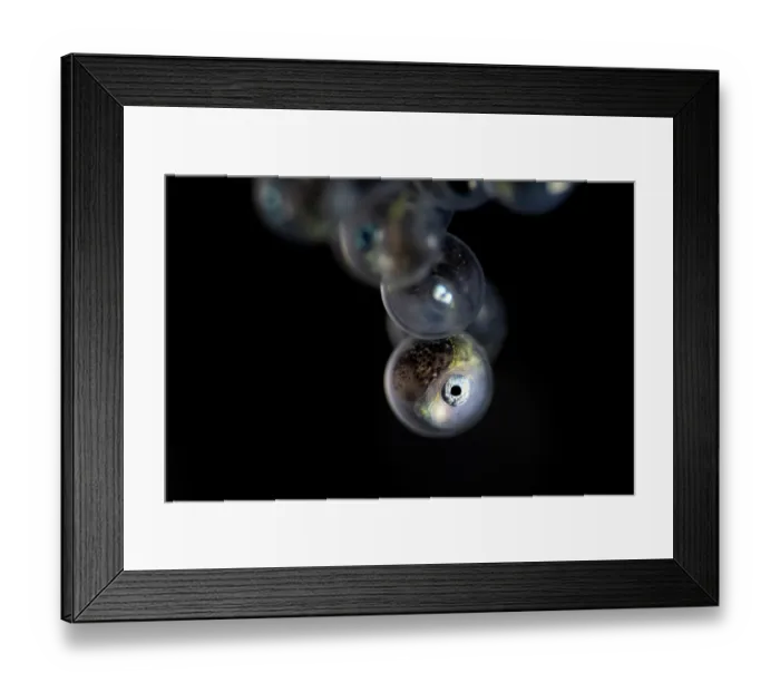 Framed Print : Tanaka's snailfish (Liparis tanakae) well-developed embryo inside the egg. Each is about 1.5mm in diameter. Yamaguchi Prefecture, Japan, Pacific Ocean