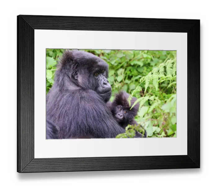 Framed Print : Mountain gorilla (Gorilla beringei) female, holding infant, aged 6 months, Volcanoes National Park, Rwanda. Endangered Framed Print : Mountain gorilla (Gorilla beringei) female, holding infant, aged 6 months, Volcanoes National Park, Rwanda. Endangered