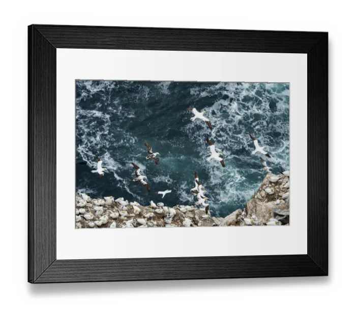 Framed Print : RF - Group of Northern gannets (Morus bassanus) heading out to sea, Hermaness National Nature Reserve, Shetland, Scotland, Atlantic Ocean. August