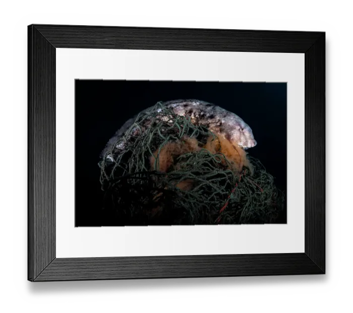 Framed Print : Tanaka's snailfish (Liparis tanakae) male, protecting his eggs, Yamaguchi Prefecture, Japan, Pacific Ocean Framed Print : Tanaka's snailfish (Liparis tanakae) male, protecting his eggs, Yamaguchi Prefecture, Japan, Pacific Ocean