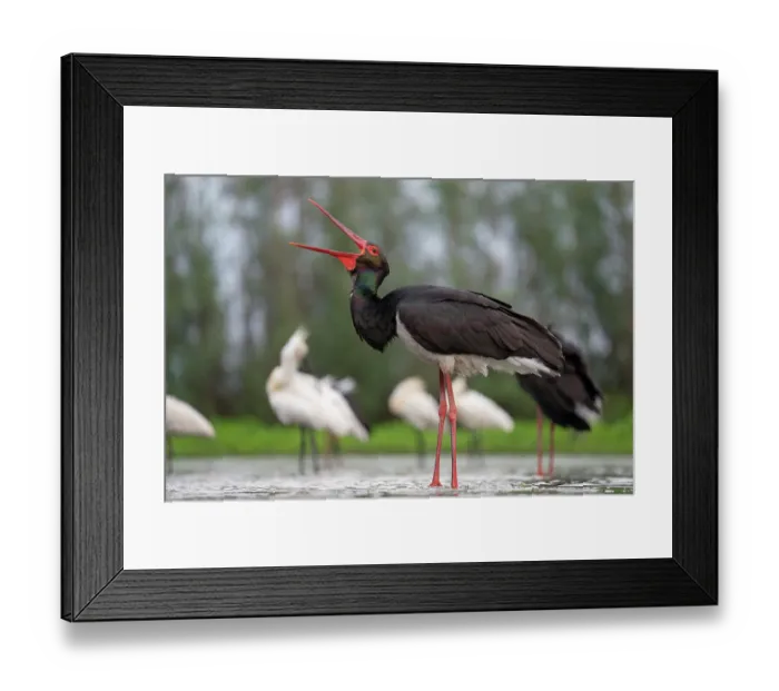 Framed Print : RF - Black stork (Ciconia nigra) standing in shallow water with mouth open with group of Eurasian spoonbills (Platalea leucorodia) in background, Pusztaszer Framed Print : RF - Black stork (Ciconia nigra) standing in shallow water with mouth open with group of Eurasian spoonbills (Platalea leucorodia) in background, Pusztaszer