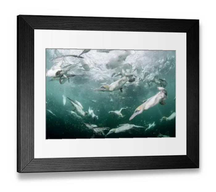 Framed Print : RF - Northern gannets (Morus bassanus) diving underwater to feed on discarded fish, Noss National Nature Reserve, Shetland Isles, Scotland, UK, Atlantic Ocean Framed Print : RF - Northern gannets (Morus bassanus) diving underwater to feed on discarded fish, Noss National Nature Reserve, Shetland Isles, Scotland, UK, Atlantic Ocean