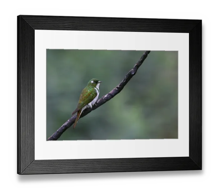 Framed Print : Klaas's cuckoo (Chrysococcyx klaas) male, perched on branch, Balgowan, KwaZulu Natal, South Africa Framed Print : Klaas's cuckoo (Chrysococcyx klaas) male, perched on branch, Balgowan, KwaZulu Natal, South Africa