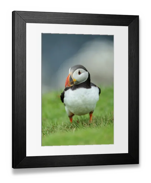 Framed Print : RF - Atlantic puffin (Fratercula arctica) portrait, Hermaness National Nature Reserve, Shetland Isles, Scotland, UK. August Framed Print : RF - Atlantic puffin (Fratercula arctica) portrait, Hermaness National Nature Reserve, Shetland Isles, Scotland, UK. August