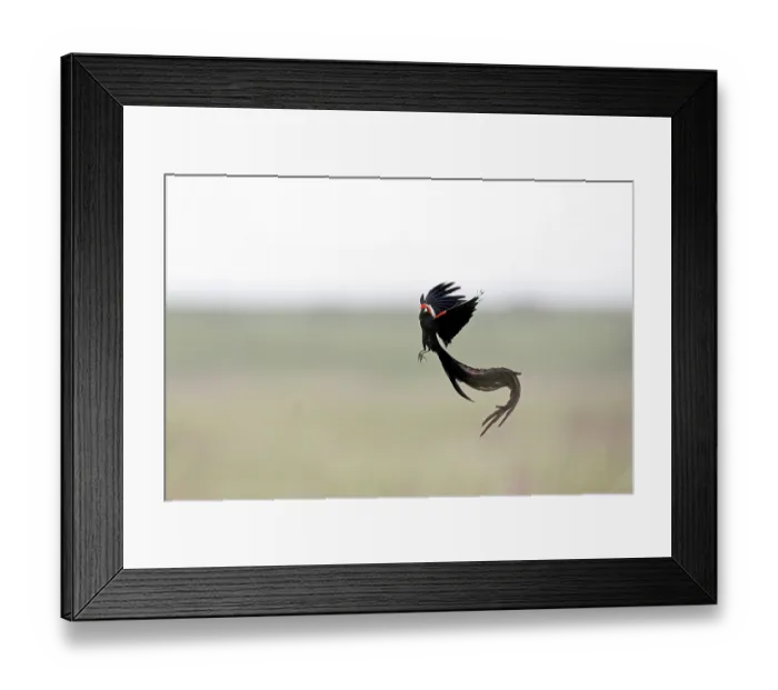 Framed Print : Long-tailed widowbird (Euplectes progne) male, flight display, Rietvlei Nature Reserve, Gauteng, South Africa Framed Print : Long-tailed widowbird (Euplectes progne) male, flight display, Rietvlei Nature Reserve, Gauteng, South Africa