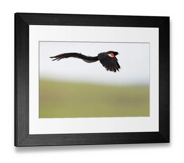 Framed Print : Long-tailed widowbird (Euplectes progne) male, in flight, Thurlow Nature Reserve, KwaZulu Natal, South Africa Framed Print : Long-tailed widowbird (Euplectes progne) male, in flight, Thurlow Nature Reserve, KwaZulu Natal, South Africa