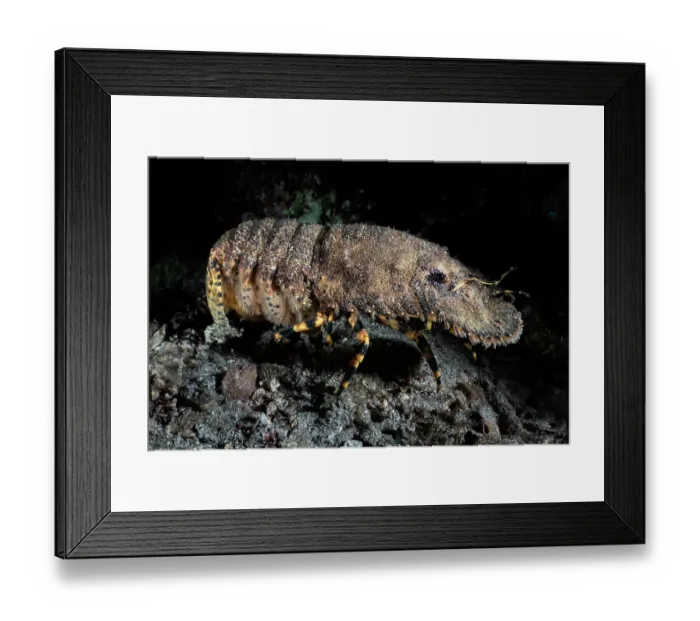 Framed Print : Japanese mitten lobster (Parribacus japonicus) female, carrying eggs while foraging for food at night, Kagoshimai Prefecture, Japan, Pacific Ocean Framed Print : Japanese mitten lobster (Parribacus japonicus) female, carrying eggs while foraging for food at night, Kagoshimai Prefecture, Japan, Pacific Ocean