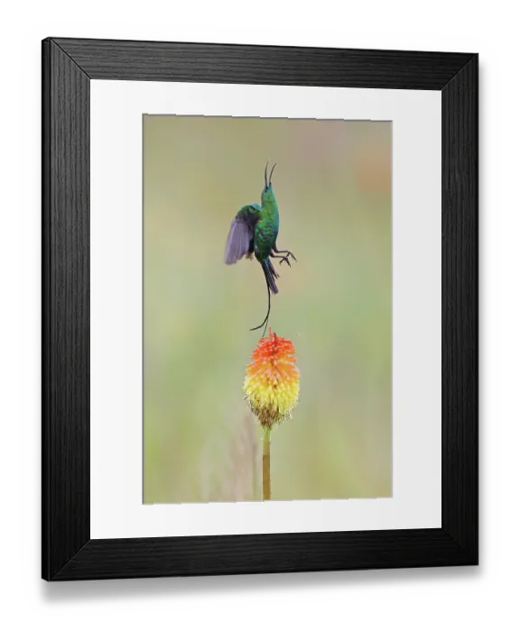 Framed Print : Malachite sunbird (Nectarinia famosa) taking flight from an Aloe flower, Balgowan, KwaZulu Natal, South Africa