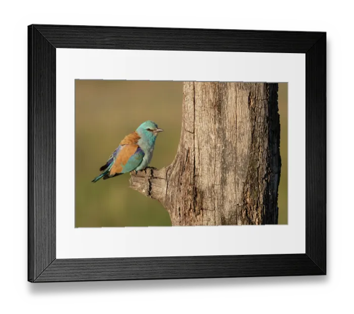 Framed Print : RF - European roller (Coracias garrulus) perched on branch, Pusztaszer, Kiskunsagi National Park, Hungary. May Framed Print : RF - European roller (Coracias garrulus) perched on branch, Pusztaszer, Kiskunsagi National Park, Hungary. May