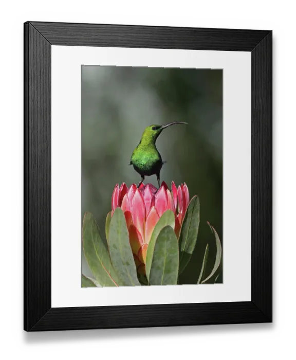 Framed Print : Malachite sunbird (Nectarinia famosa) perched on Sugarbush (Protea sp.) flower, Balgowan KwaZulu Natal, South Africa Framed Print : Malachite sunbird (Nectarinia famosa) perched on Sugarbush (Protea sp.) flower, Balgowan KwaZulu Natal, South Africa