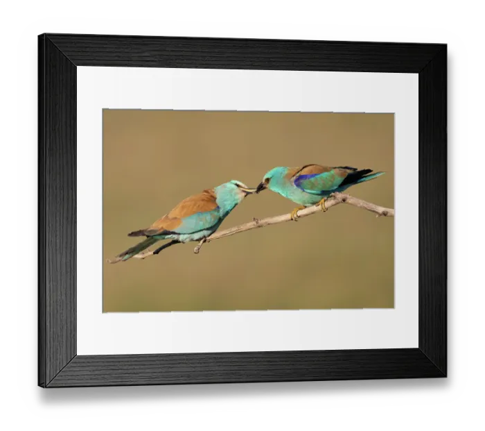 Framed Print : RF - European rollers (Coracias garrulus) pair perched on branch, male offering insect to female as nuptial gift during courtship, Pusztaszer, Kiskunsagi National Park, Hungary Framed Print : RF - European rollers (Coracias garrulus) pair perched on branch, male offering insect to female as nuptial gift during courtship, Pusztaszer, Kiskunsagi National Park, Hungary