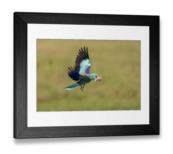 Framed Print : European roller (Coracias garrulus) male, in flight carrying Hoopoe (Upupa epops) chick prey in beak, stolen from nest, Pusztaszer, Kiskunsagi National Park, Hungary. May Framed Print : European roller (Coracias garrulus) male, in flight carrying Hoopoe (Upupa epops) chick prey in beak, stolen from nest, Pusztaszer, Kiskunsagi National Park, Hungary. May