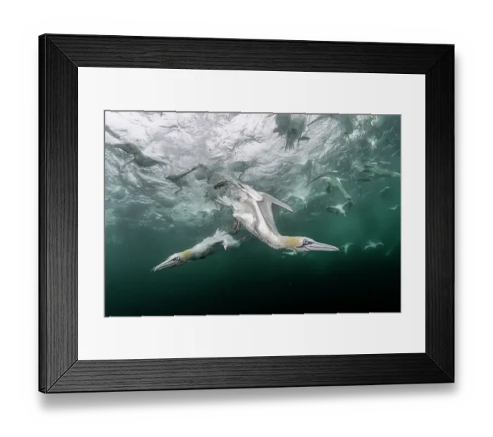 Framed Print : RF - Northern gannets (Morus bassanus) diving underwater to feed on discarded fish, Noss National Nature Reserve, Shetland Isles, Scotland, UK, Atlantic Ocean