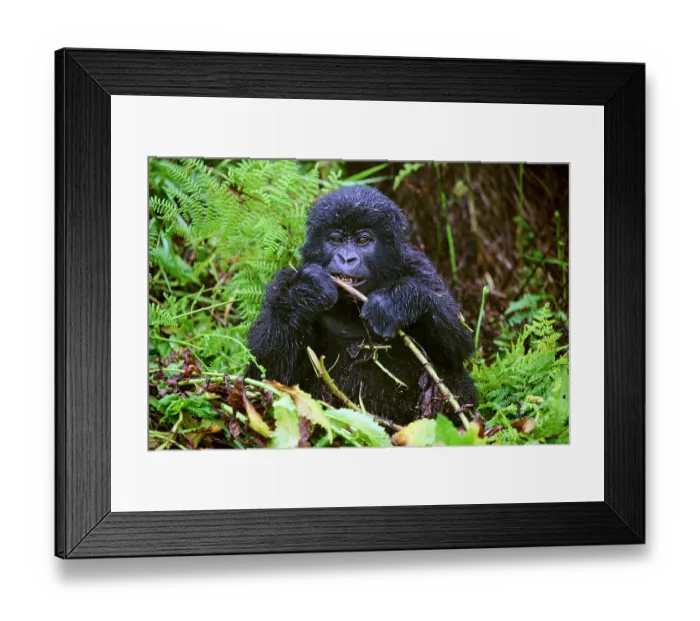 Framed Print : Mountain gorilla (Gorilla beringei beringei) infant, sitting on the ground feeding. Member of the Nyakagezi group. Mgahinga National Park, Uganda. Endangered Framed Print : Mountain gorilla (Gorilla beringei beringei) infant, sitting on the ground feeding. Member of the Nyakagezi group. Mgahinga National Park, Uganda. Endangered