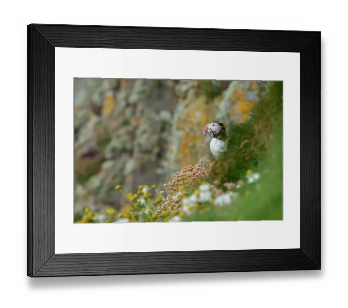Framed Print : Atlantic puffin (Fratercula arctica) perched on cliffside with beak full of Sandeels prey, Sumburgh Head Lighthouse Nature Reserve, Shetland, Scotland, UK. July Framed Print : Atlantic puffin (Fratercula arctica) perched on cliffside with beak full of Sandeels prey, Sumburgh Head Lighthouse Nature Reserve, Shetland, Scotland, UK. July
