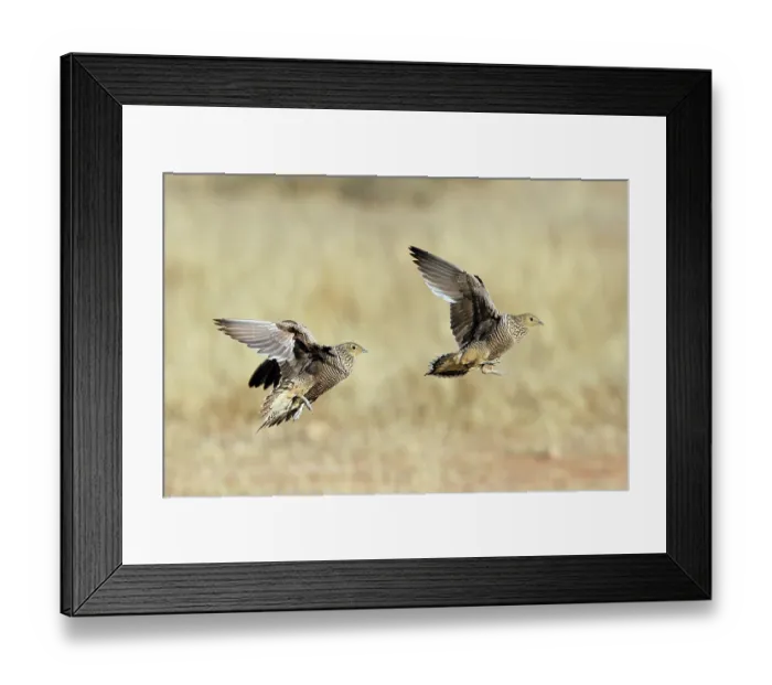 Framed Print : Two Namaqua sandgrouse (Pterocles namaqua) females, taking flight, Kgalgadi Transfrontier Park, South Africa Framed Print : Two Namaqua sandgrouse (Pterocles namaqua) females, taking flight, Kgalgadi Transfrontier Park, South Africa