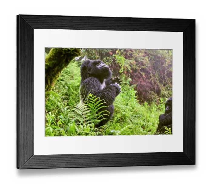Framed Print : Mountain gorilla (Gorilla beringei) silverback male, standing upright beating chest. Member of Nyakagezi group. Mgahinga National Park, Uganda. Endangered Framed Print : Mountain gorilla (Gorilla beringei) silverback male, standing upright beating chest. Member of Nyakagezi group. Mgahinga National Park, Uganda. Endangered