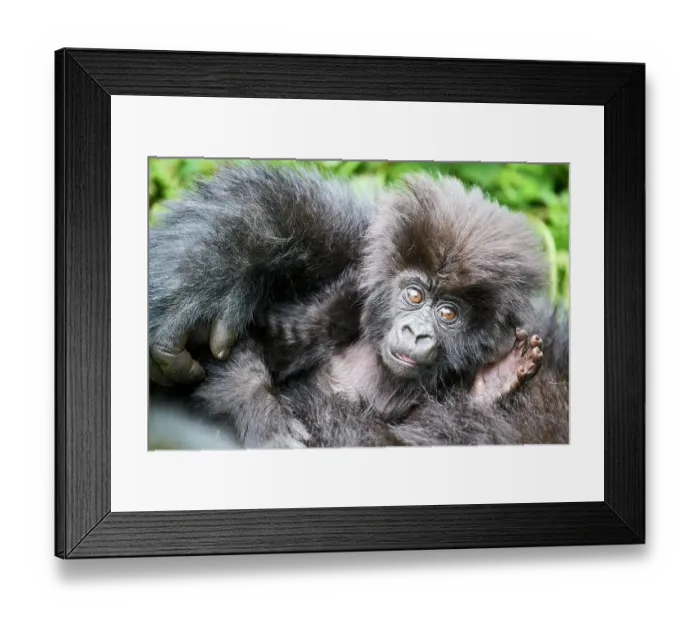 Framed Print : Mountain gorilla (Gorilla beringei beringei) infant resting on its mother, Volcanoes National Park, Rwanda. Endangered Framed Print : Mountain gorilla (Gorilla beringei beringei) infant resting on its mother, Volcanoes National Park, Rwanda. Endangered