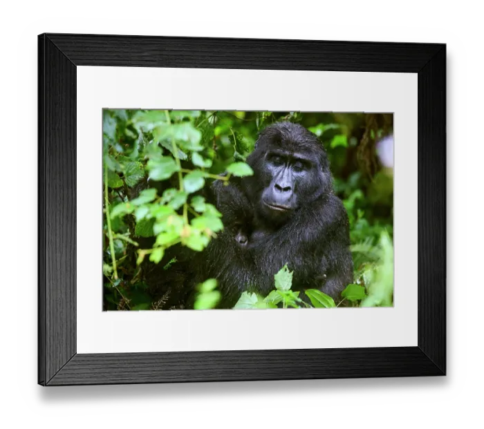 Framed Print : Mountain gorilla (Gorilla beringei) mother with infant sitting among foliage, Bwindi Impenetrable Forest National Park, Uganda. Endangered Framed Print : Mountain gorilla (Gorilla beringei) mother with infant sitting among foliage, Bwindi Impenetrable Forest National Park, Uganda. Endangered