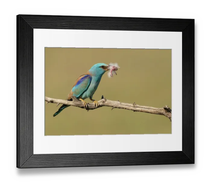 Framed Print : European roller (Coracias garrulus) male, perched on branch with Hoopoe (Upupa epops) chick prey in beak, stolen from nest, Pusztaszer, Kiskunsagi National Park, Hungary. May Framed Print : European roller (Coracias garrulus) male, perched on branch with Hoopoe (Upupa epops) chick prey in beak, stolen from nest, Pusztaszer, Kiskunsagi National Park, Hungary. May