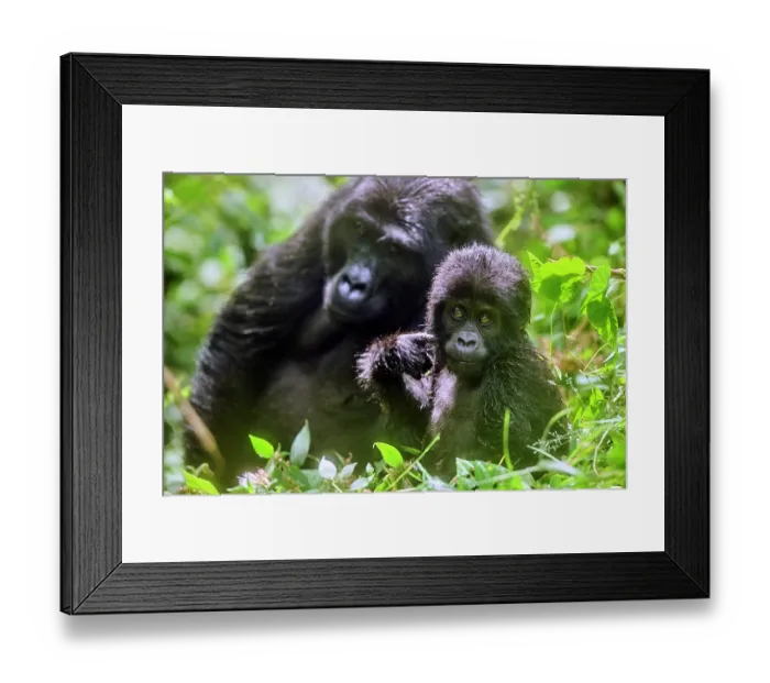 Framed Print : Mountain gorilla (Gorilla beringei) female with infant, portrait, Bwindi Impenetrable Forest National Park, Uganda. Endangered Framed Print : Mountain gorilla (Gorilla beringei) female with infant, portrait, Bwindi Impenetrable Forest National Park, Uganda. Endangered