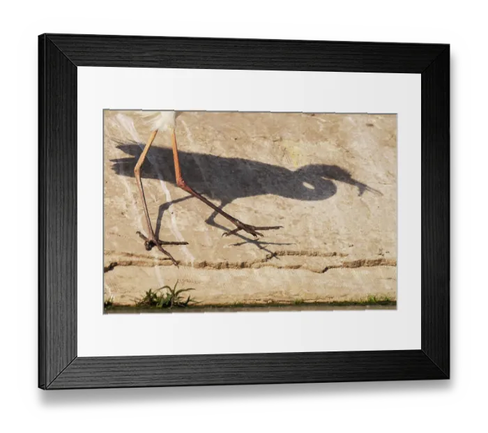 Framed Print : Shadow of a Great white heron (Ardea alba) carrying fish prey in beak, Pusztaszer, Kiskunsagi National Park, Hungary. May Framed Print : Shadow of a Great white heron (Ardea alba) carrying fish prey in beak, Pusztaszer, Kiskunsagi National Park, Hungary. May