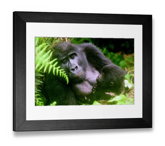 Framed Print : RF - Mountain gorilla (Gorilla beringei) mother sitting among foliage holding infant, Bwindi Impenetrable Forest National Park, Uganda. Endangered Framed Print : RF - Mountain gorilla (Gorilla beringei) mother sitting among foliage holding infant, Bwindi Impenetrable Forest National Park, Uganda. Endangered