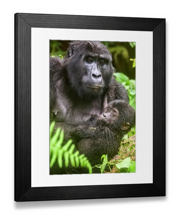 Framed Print : Mountain gorilla (Gorilla beringei) female holding infant, portrait, Bwindi Impenetrable Forest National Park, Uganda. Endangered Framed Print : Mountain gorilla (Gorilla beringei) female holding infant, portrait, Bwindi Impenetrable Forest National Park, Uganda. Endangered