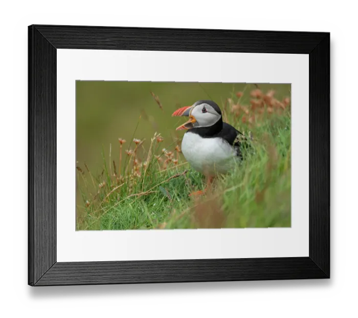 Framed Print : Atlantic puffin (Fratercula arctica) calling, Sumburgh Head Lighthouse Nature Reserve, Shetland, Scotland, UK. July Framed Print : Atlantic puffin (Fratercula arctica) calling, Sumburgh Head Lighthouse Nature Reserve, Shetland, Scotland, UK. July
