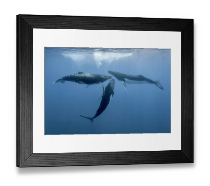 Framed Print : Three Humpback whale (Megaptera novaeangliae) males, engaging in social interaction Framed Print : Three Humpback whale (Megaptera novaeangliae) males, engaging in social interaction
